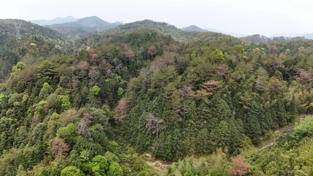 連城：“林藥”共生長  青山變“金山” (5).jpg