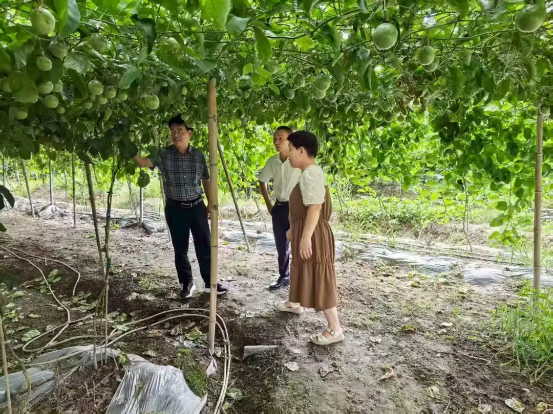 扎根鄉(xiāng)村沃土 點(diǎn)亮民生燈火——連城新泉鎮(zhèn)西村村駐村第一書記黃慶松的“鄉(xiāng)村振興答卷”