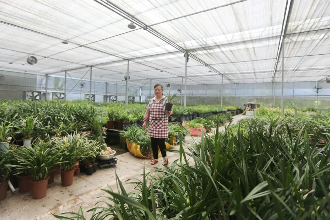 連城：建設“共富”林場 繪就綠富同興新圖景