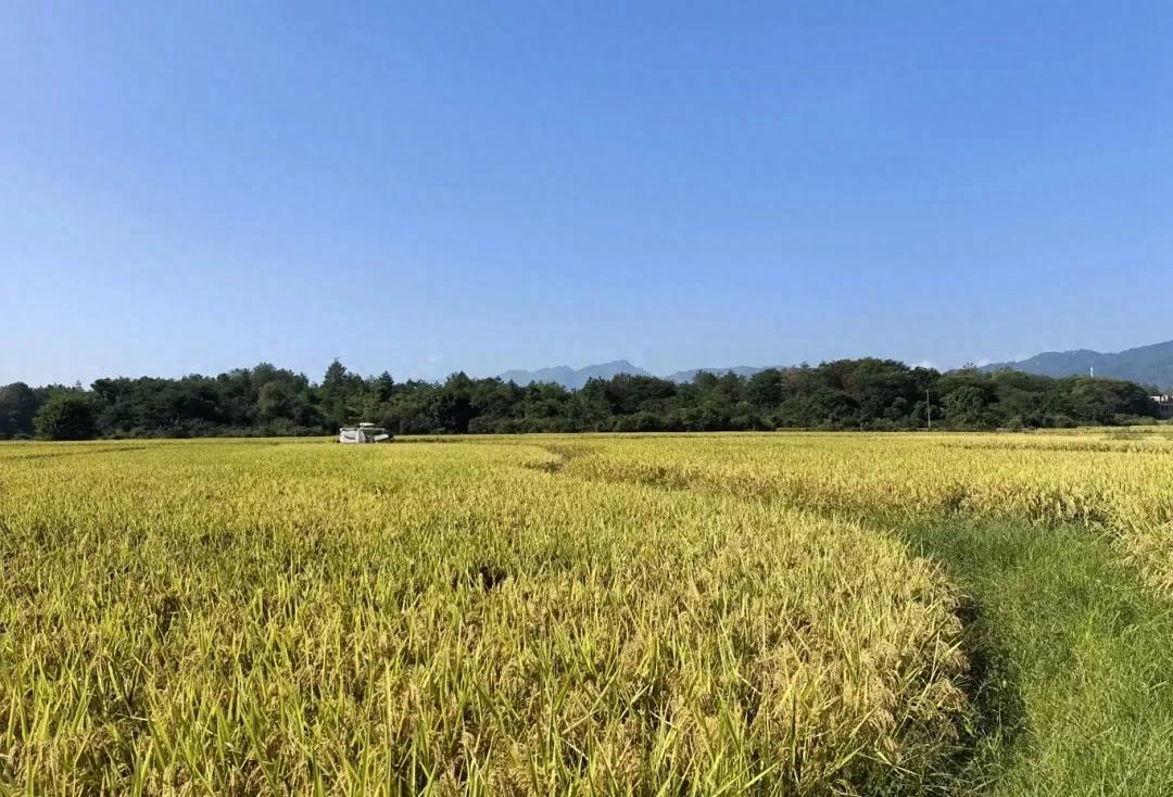 連城：水稻單產穩步提升 筑牢糧食安全根基