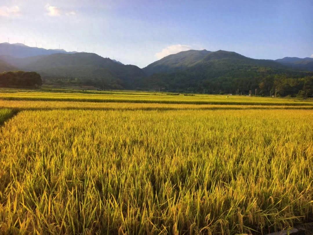 聚力鄉村全面振興 | 連城羅坊：“硒”望田野變“豐”景