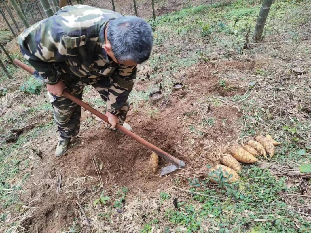 賴源鄉黃地村：一鋤破土見鮮，秋日竹林采挖正當時