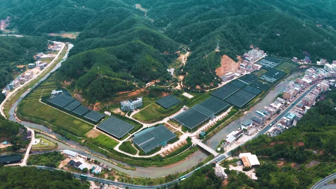 聚力鄉村全面振興 | 連城：蘭香滿徑鋪就生態共富路