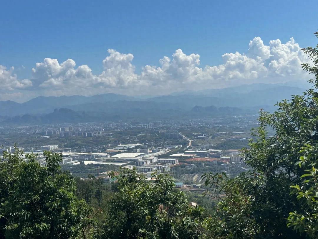 連城：萬畝馬尾松換裝 交出高分答卷